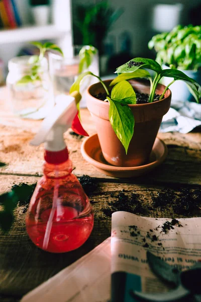 Zelené Brambory Epipremnum Aureum Rostlina Venkovském Dřevěném Stole Různými Předměty — Stock fotografie