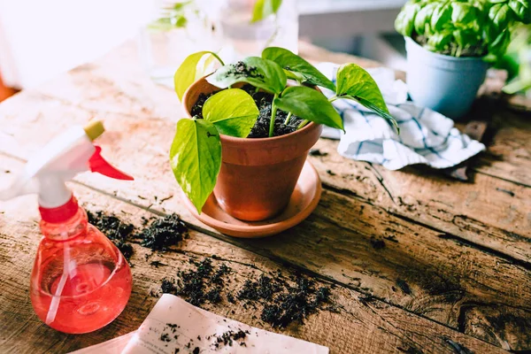 Yeşil Patates (Epipremnum aureum) kırsal ahşap masa üzerinde bitki ve yeniden saksıdan sonra ev bahçeleri ve toprak için çeşitli eşyalar, doğal ışık