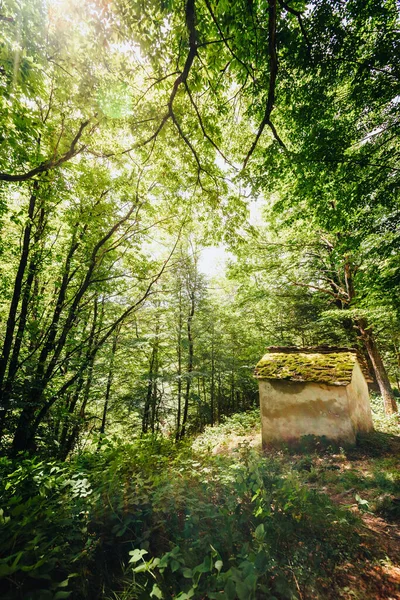 意大利凡尔巴尼亚科斯索格诺 2021年6月 森林中的古屋 沉浸在绿色的大自然中 阳光透过树木渗透进来 — 图库照片