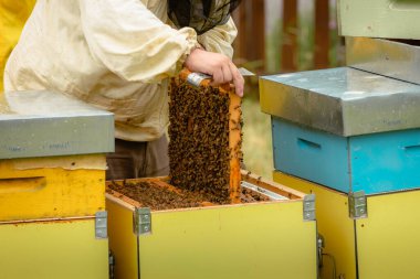 Milano, İtalya - 20 Mayıs 2025: Arıcı dikkatlice arı kovanından bal peteğiyle doldurulmuş ahşap çerçeveyi kaldırıyor.