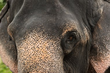çevre, büyük, kulak, yaban hayatı