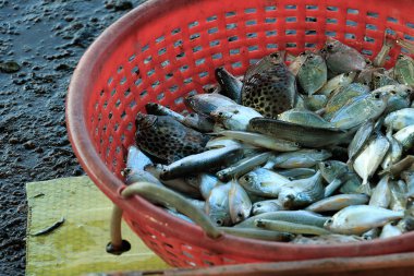 Karanlık vintage zemin üzerine lezzetli taze balık. Balık aromatik otlar, baharatlar ve sebzeler - sağlıklı gıda, diyet veya pişirme kavramı ile