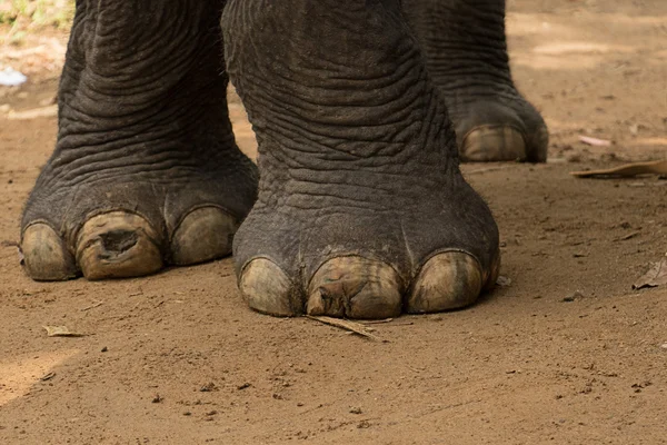 Umwelt, groß, Ohr, Tierwelt — Stockfoto