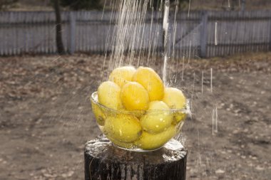limon bir plaka su rengi limon dilimleri