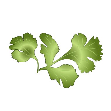 İki yeşil maydanoz yaprağı, üst manzara. Vektör illüstrasyonu. 