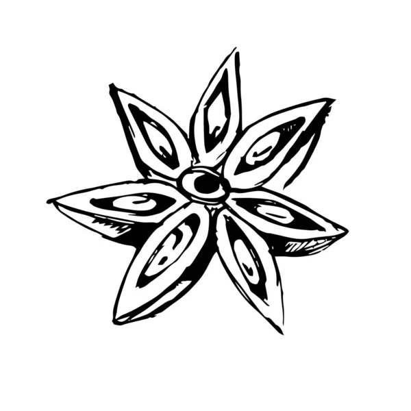 Croquis Une Étoile Parfumée Anis Badian Illustration Vectorielle — Image vectorielle