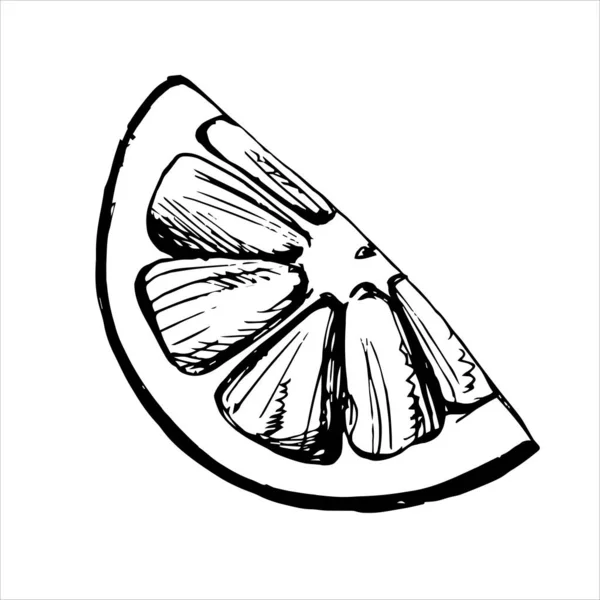 Эскиз Куска Цитрусовых Векторная Иллюстрация — стоковый вектор