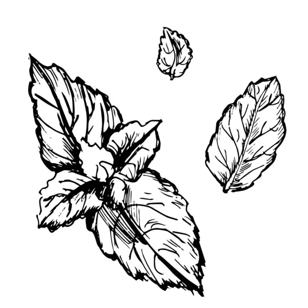 いくつかの新鮮なミントの葉のスケッチ ベクターイラスト — ストックベクタ