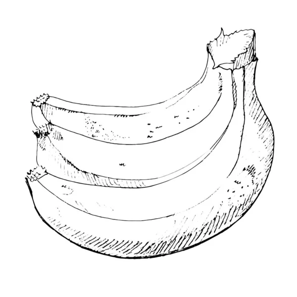 Black White Sketch Three Bananas White Background Vector Hand Drawn — 图库矢量图片