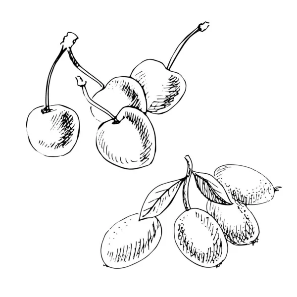 Esquisse Noir Blanc Quelques Kumquats Cerises Sur Fond Blanc Illustration — Image vectorielle