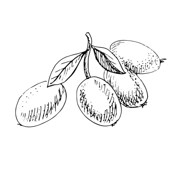 Black White Sketch Four Loquats Leaves White Background Vector Hand — 图库矢量图片