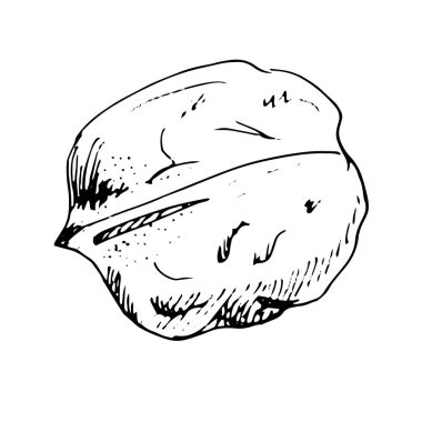   Kabuklu ceviz kabuğunun elle çizilmiş bir taslağı. Vektör illüstrasyonu.