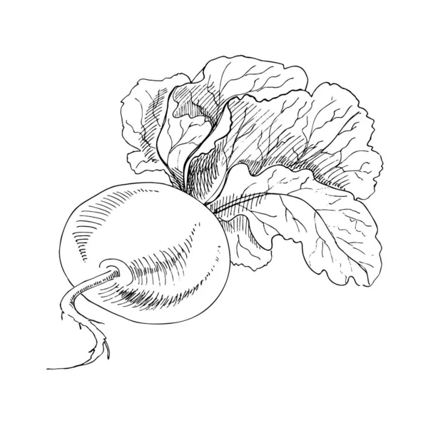 ベクトル手描きの野菜イラスト 詳細なレトロなスタイルのカブのスケッチ ラベル パッケージ カードデザインのためのヴィンテージスケッチ要素 — ストックベクタ