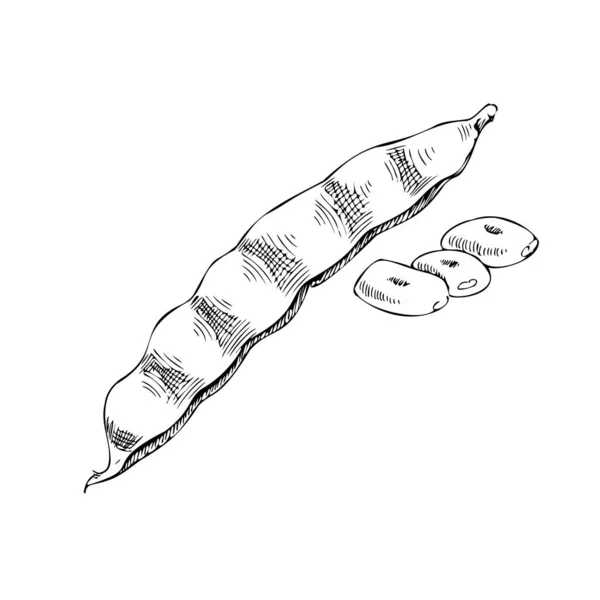 Vector Hand Drawn Vegetable Illustration Detailed Retro Style Beans Sketch — Stockový vektor