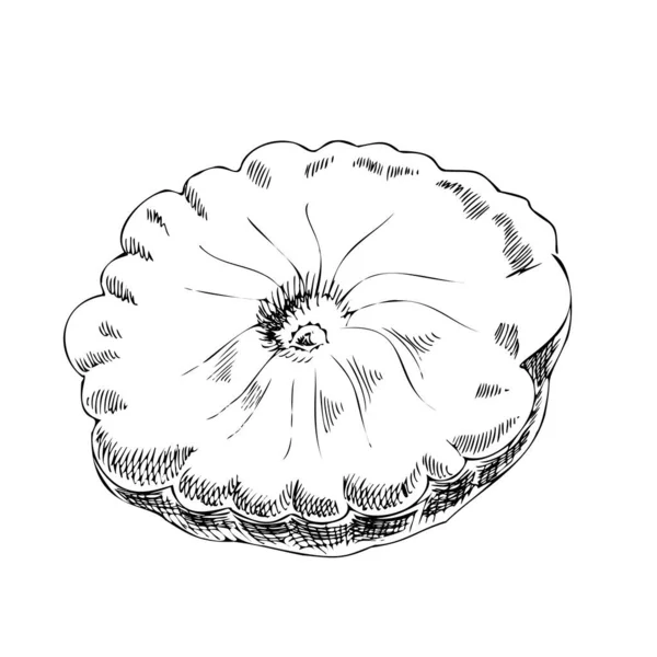 Векторная Ручная Иллюстрация Овощей Детальный Сквош Стиле Ретро Винтажный Эскиз — стоковый вектор