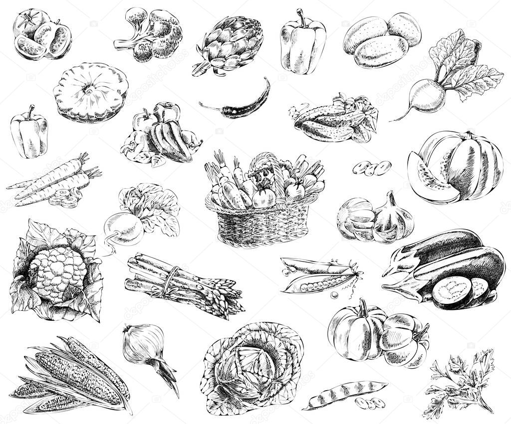   A set of hand-drawn sketches of vegetables. Vintage sketch elements for labels, packaging and cards.