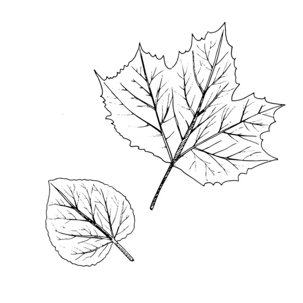 葉のベクトル手描きイラスト レトロなスタイルの葉の詳細なスケッチ 手描き ラベル パッケージ ポストカードのデザインのためのヴィンテージスケッチ要素 — ストックベクタ