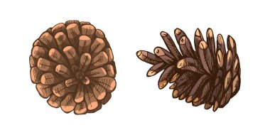 Kahverengi tonlarda çam kozalaklarının el yapımı eskiz seti. Retro orman botanik çizimi kırsal tasarım, doğa projeleri, Noel süslemeleri ve eko-temalı kompozisyonlar için mükemmeldir..