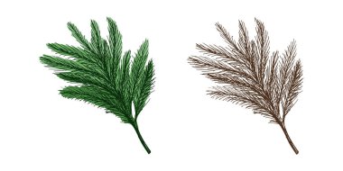 Hand drawn vintage fir or pine branch with needles. Includes color and monochrome versions. Perfect for christmas, winter and nature themed design projects.