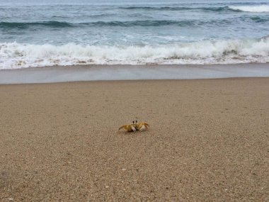 Sahilde sarı ve turuncu yengeç