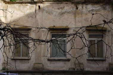 Önünde sarmaşık olan üç eski pencere.