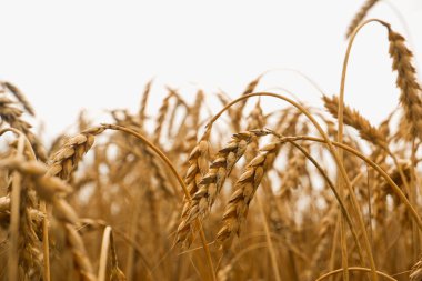 Buğday tarlasının yaz manzarası. Olgun tahıl tarlası. Olgun buğdayın altın dikenleri