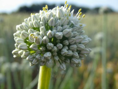 Çiçek açan soğan başlıklı makro.