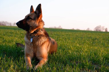 Alman çoban köpeği yeşil çimlerin üzerinde yatıyor