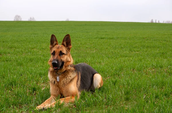 Duitse Herder Ligt Het Groene Gras — Stockfoto