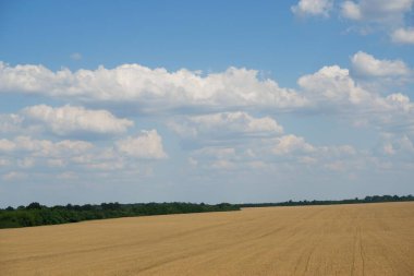 Mavi gökyüzüne karşı olgun buğday başakları. Altın ve mavi tonlarda arkaplan.