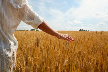 Beyaz gömlekli genç bir tarım uzmanı altın buğday tarlasının dikenlerine dokunuyor. Eller yukarı. Metin için yer.