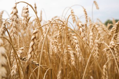 Buğday tarlasının yaz manzarası. Olgun tahıl tarlası. Olgun buğdayın altın dikenleri