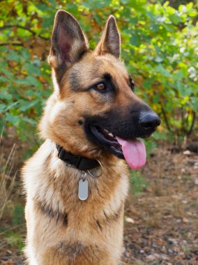 Alman çoban köpeği sonbahar ormanının arka planında poz veriyor.