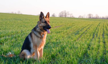Alman çoban köpeği yeşil çimlerde oturuyor.