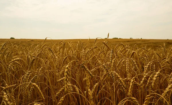 Buğday tarlasının yaz manzarası. Olgun tahıl tarlası. Olgun buğdayın altın dikenleri