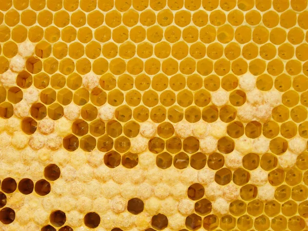 Färsk Honung Kam Bivax Kam Struktur Abstrakt Mönster Gul Honung — Stockfoto