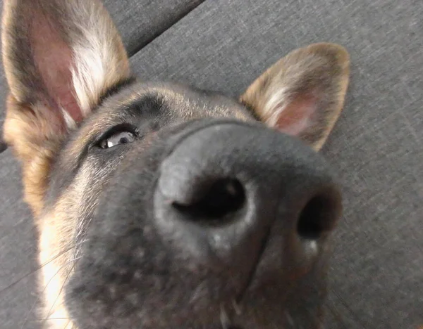 Shepherd German Puppy Nose Close — Stock Photo, Image