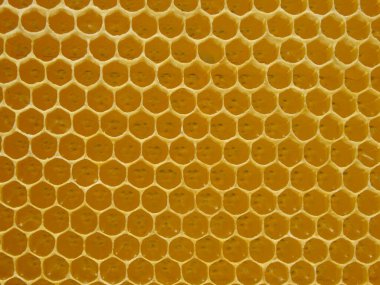Ballı bal petekleri. Doğal arka plan. Nektar Apiculture