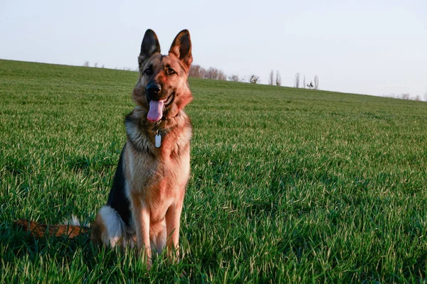 Duitse Herder Zit Het Groene Gras — Stockfoto