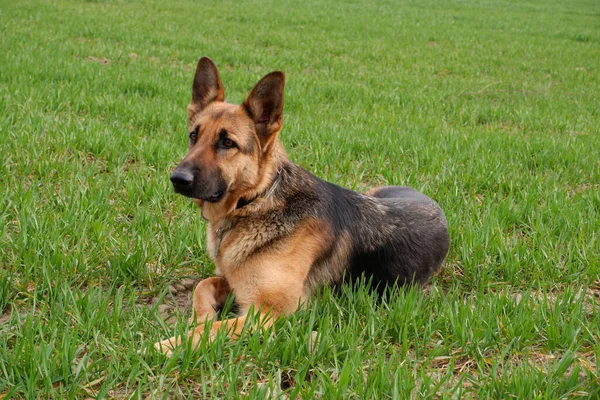 Saf Irk Şampiyonu Alman Çoban Köpeği Yeşil Çimlerin Üzerinde Duruyor — Stok fotoğraf