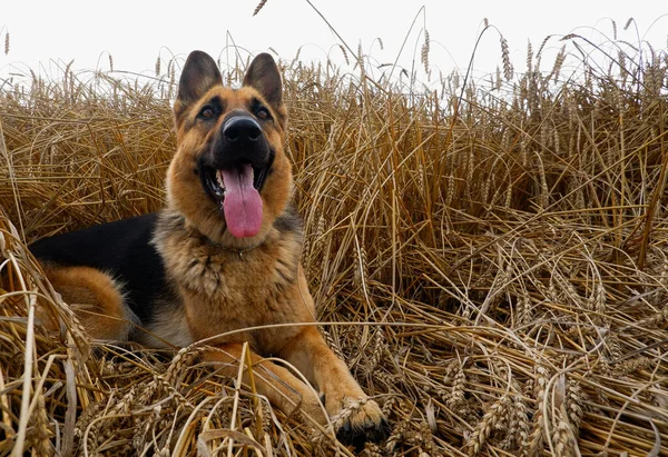 Schäferhund Posiert Auf Dem Hintergrund Reifer Weizenstacheln — Stockfoto