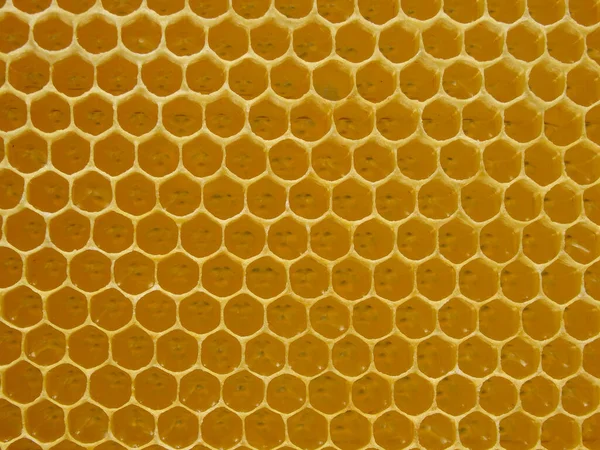 Honingraten Met Honing Natuurlijke Achtergrond Nectar Bijenteelt Stockfoto