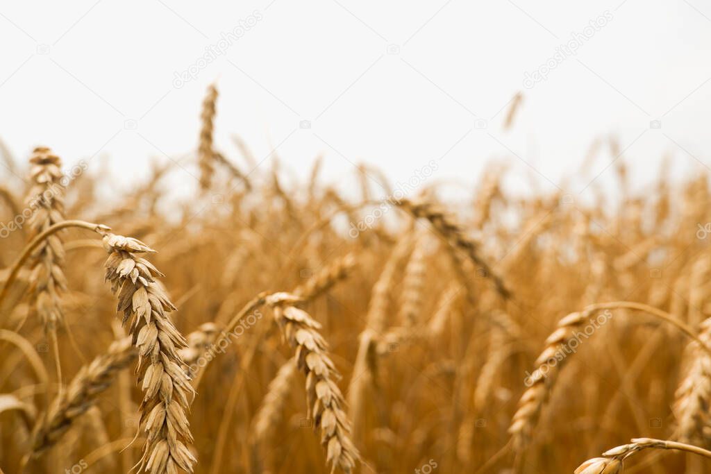 Summer landscape of wheat field. Ripe cereals field. Golden spikelets of ripe wheat close up