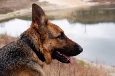 Göl kenarında oturan dikiz aynalı köpek. Alman çoban köpeğiyle göl manzarası..