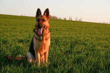 Alman çoban köpeği yeşil çimlerde oturuyor.
