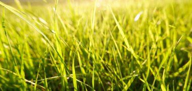 Doğal yeşil eko-güneşli arka plan, çimen ve ışık lekeleri. Güneşli bir sabahta taze yeşil çimlerin duvar kâğıdına yakın görüntüsü.