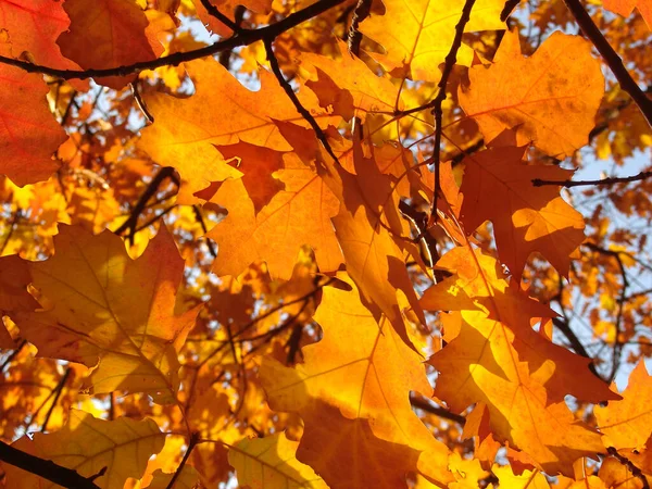 Maple Tree Yellow Leaves Blue Sky — Stock Photo, Image