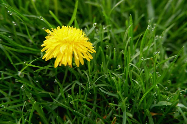 Eetbare Verse Gele Blowball Paardenbloem Bloemen Lente Zomer — Stockfoto