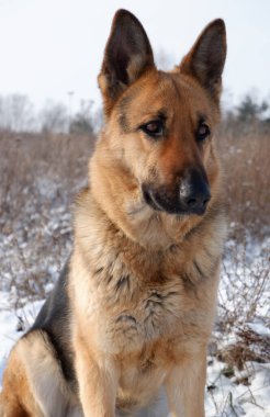 Alman çoban köpeği bir tarlada beyaz kar üzerinde oturuyor..