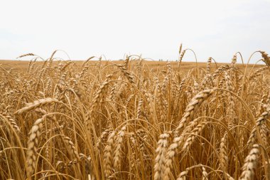 Buğday tarlasının yaz manzarası. Olgun tahıl tarlası. Olgun buğdayın altın dikenleri